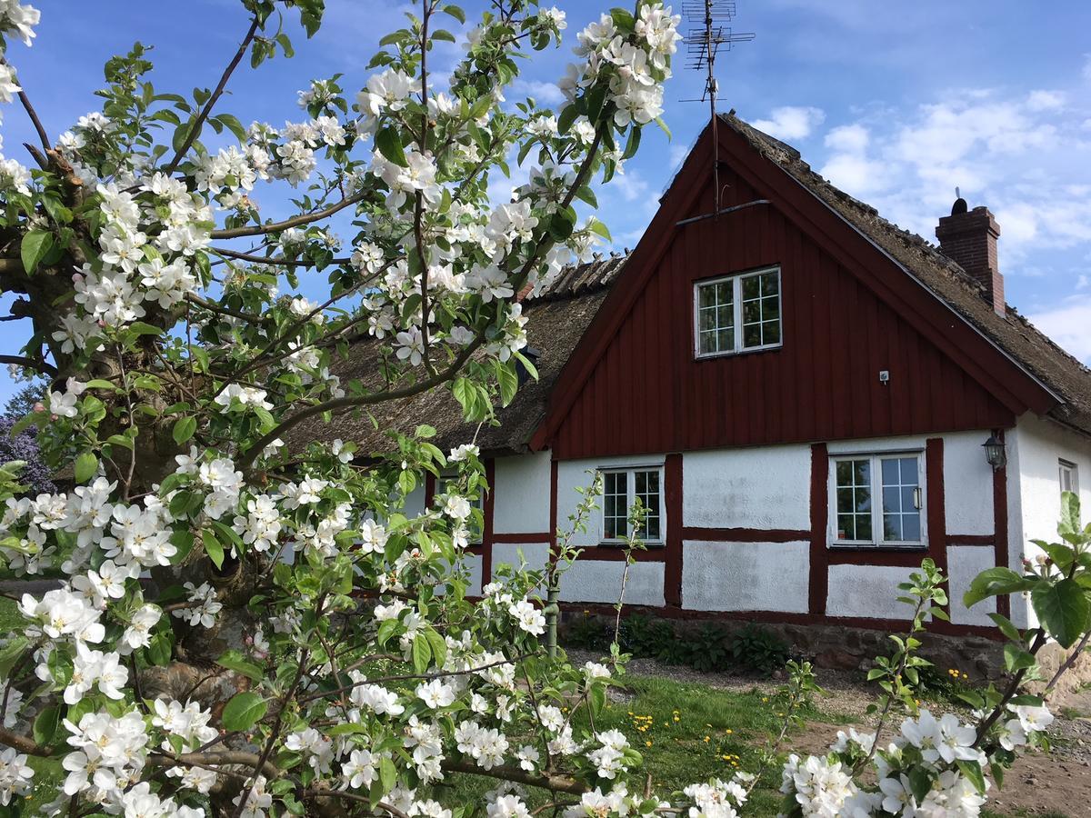 Kastanjegarden Pa Stenshuvud Kivik Luaran gambar