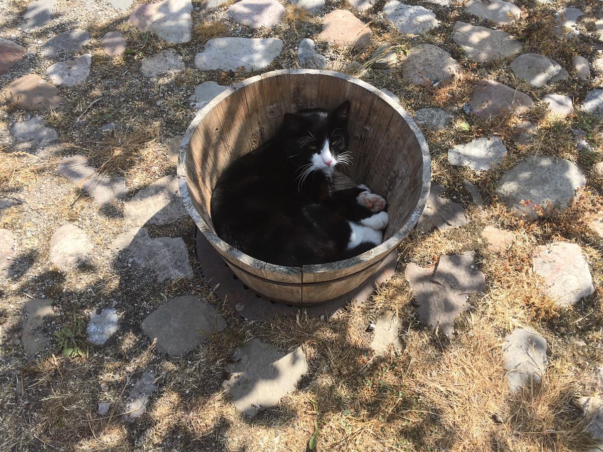 Kastanjegarden Pa Stenshuvud Kivik Luaran gambar